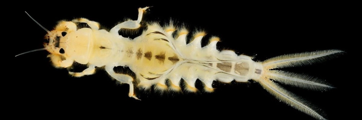 Palingenia longicauda